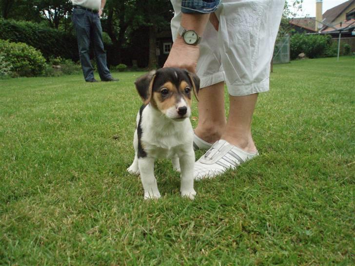 Dansk svensk gaardhund Felix - Waauw... Hvor er denne have stor, alt for stor til mig, så er det godt at vi er 2 hunde!!! billede 17