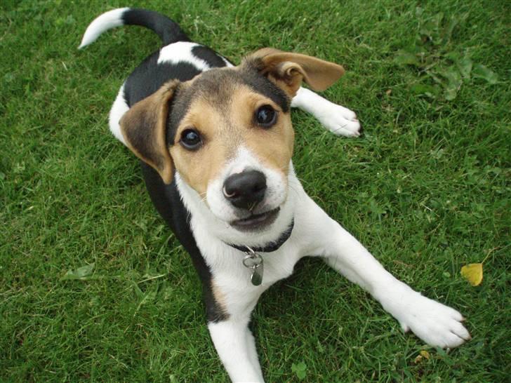 Dansk svensk gaardhund Felix - Haii... billede 18