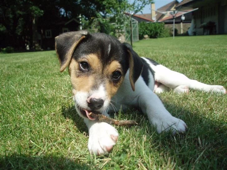 Dansk svensk gaardhund Felix - Mmm, den smager godt. billede 19