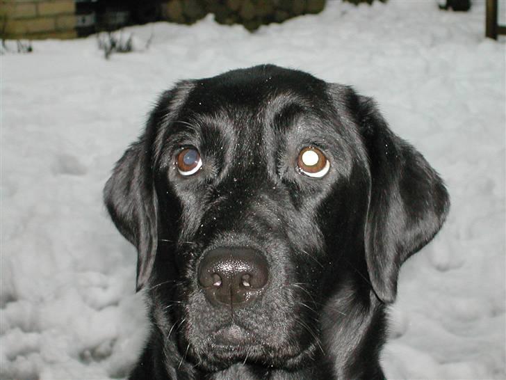 Labrador retriever Effi  R.I.P - effii billede 12