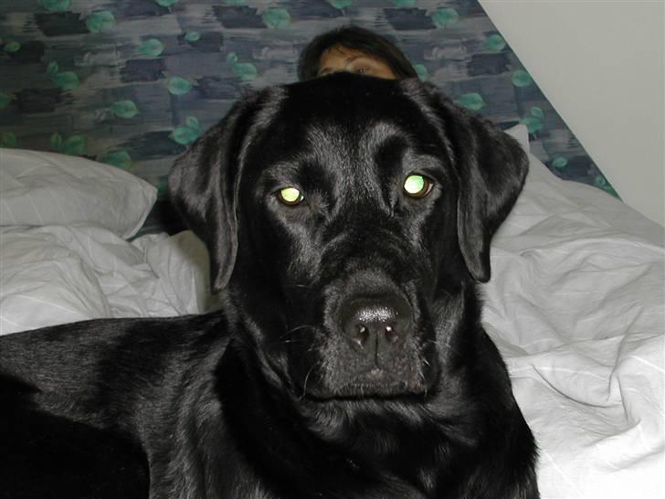 Labrador retriever Effi  R.I.P - effi hygger i mors og fars seng ( NYT) billede 13