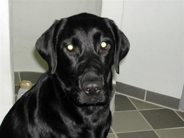 Labrador retriever Effi  R.I.P - er jeg ikk bar nuttet :-)  ( NYT) billede 14