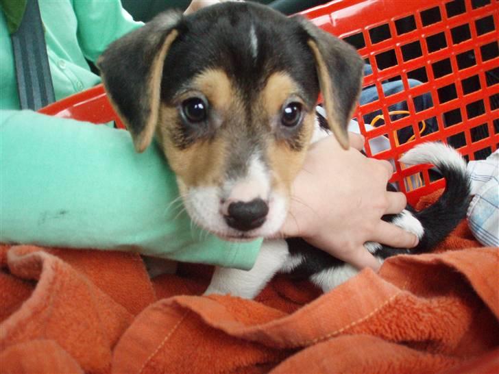 Dansk svensk gaardhund Felix - På vej hjem til mit nye hjem. Hvor er jeg spændt. hehe.  billede 20