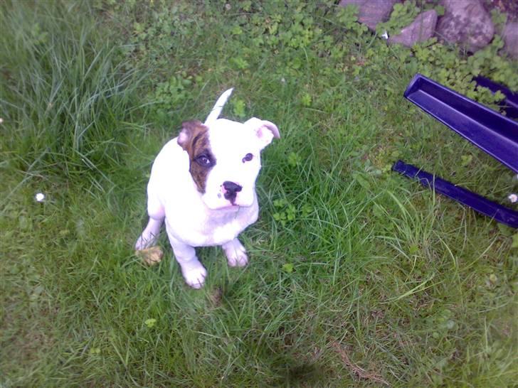 Amerikansk bulldog Zack - Undskyld mig, men hvor bliver min godbid af ? =O ...  billede 18
