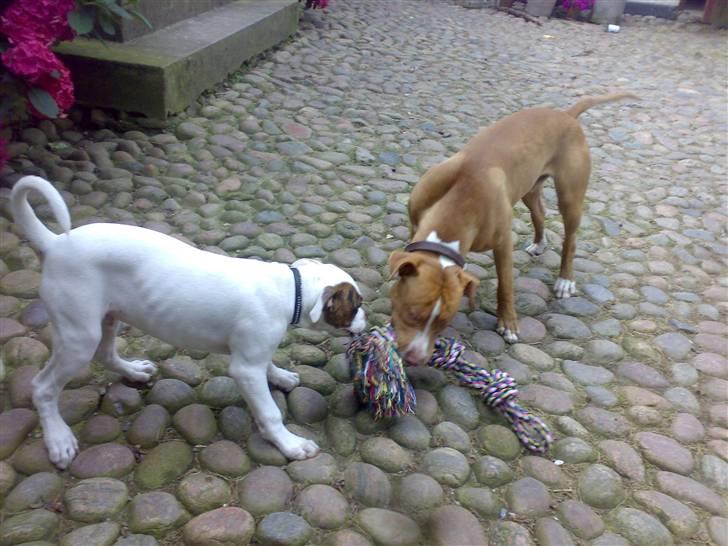 Amerikansk bulldog Zack - Så løber jeg rundt og leger med min ven Max...  billede 19