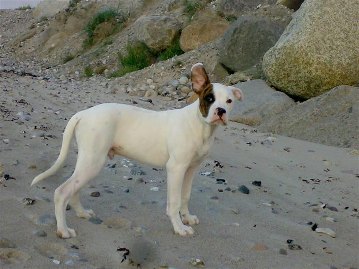 Amerikansk bulldog Zack - Jeg kan altså stadig høre dig ...  billede 20