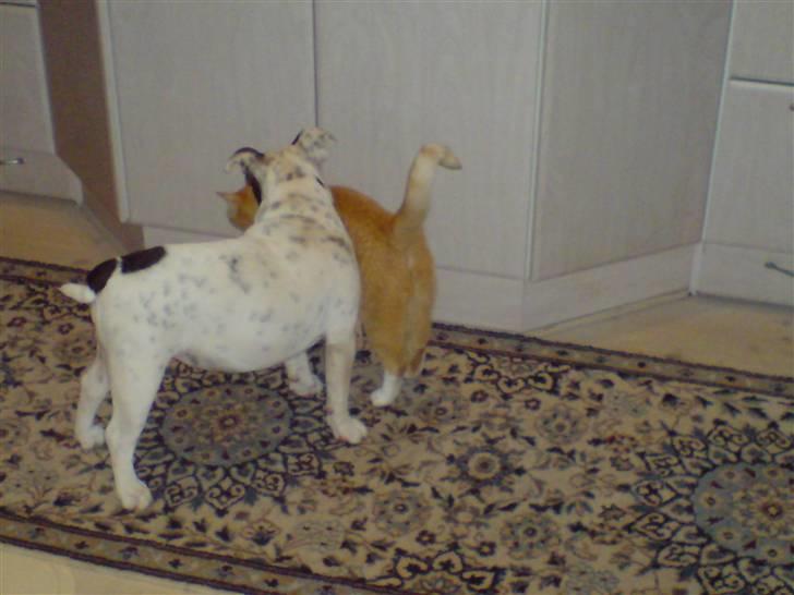 Olde english bulldogge Bullforce møffe - mig og katten "en af de 3" billede 11