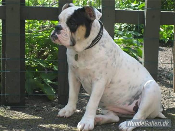 Olde english bulldogge Bullforce møffe billede 13