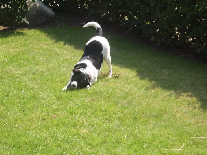 Dansk svensk gaardhund Lucky billede 8