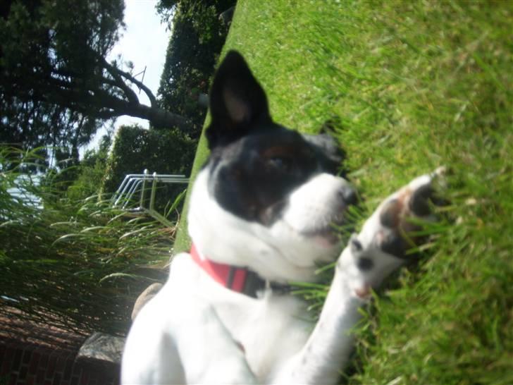 Dansk svensk gaardhund Lucky billede 9