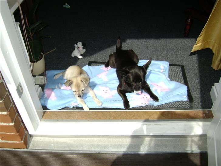 Blanding af racer miffer billede 6