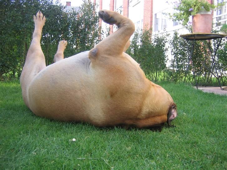 Bullmastiff Zakaa - uuuuhu hvor dejligt, når solen går ned og det kølige græs klør min ryg... billede 14