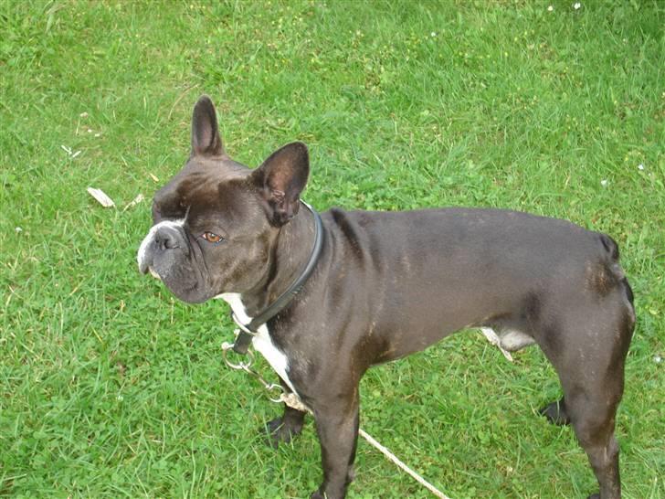 Fransk bulldog Buller - Ih! hvorfor skal jeg have snor på? jeg løber da ingen steder! eller?.. billede 10