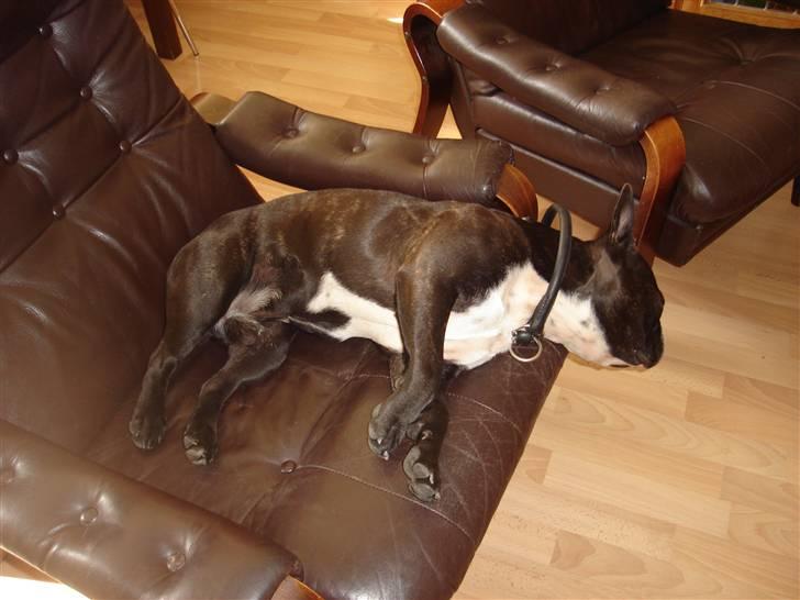 Fransk bulldog Buller - Så fik han listet sig op i stolen igen. haha billede 11