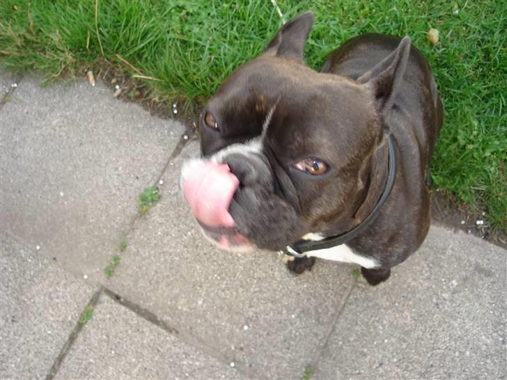 Fransk bulldog Buller billede 12