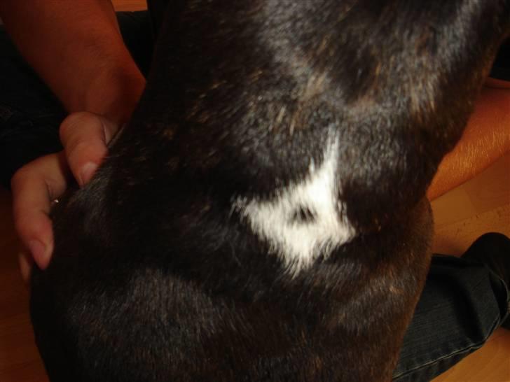 Fransk bulldog Buller billede 13