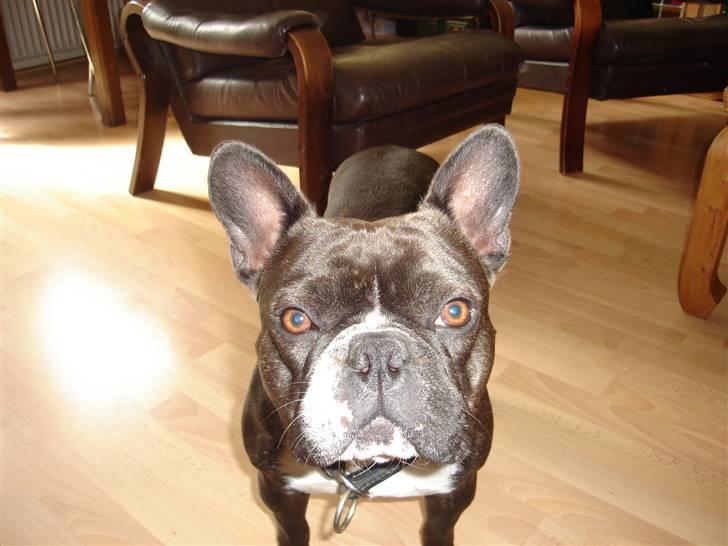 Fransk bulldog Buller billede 14