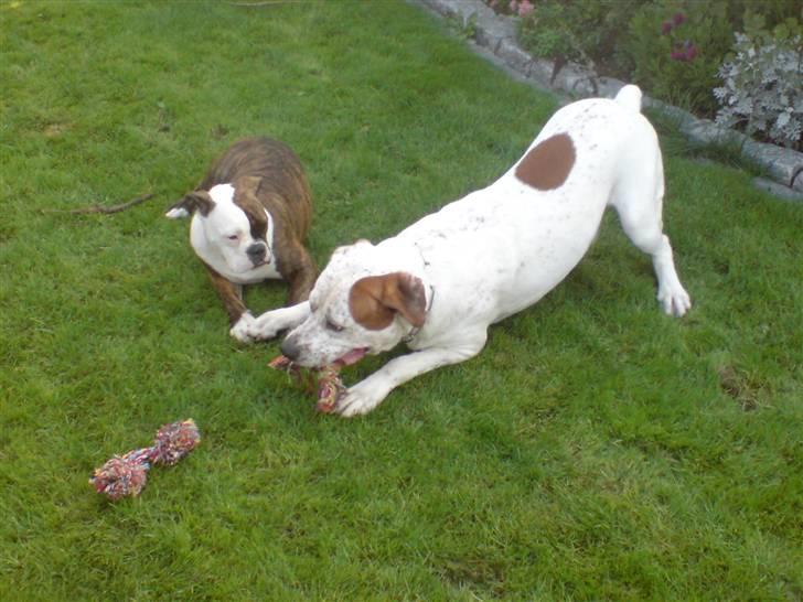 Blanding af racer Dmitri - dmitri og missy billede 16