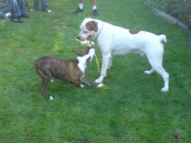 Blanding af racer Dmitri - kom så nu skal vi lege missy billede 17