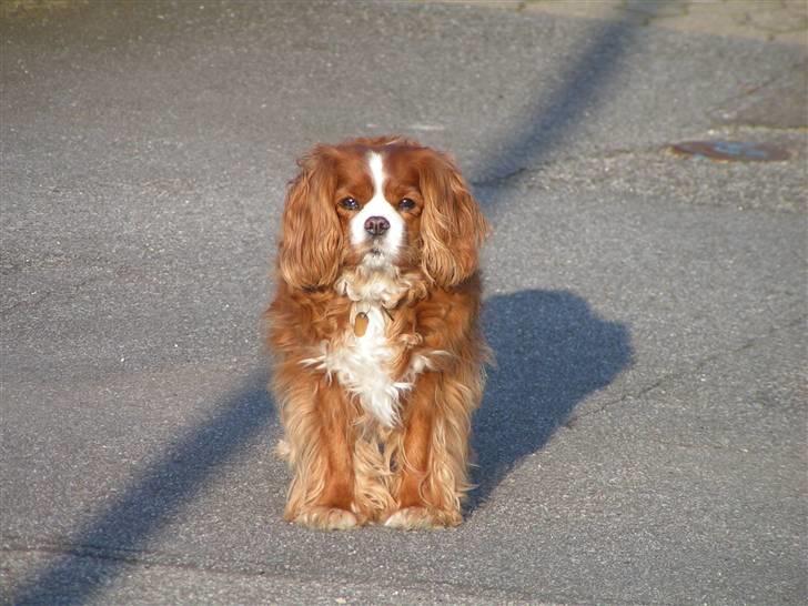 Cavalier king charles spaniel Bella billede 2