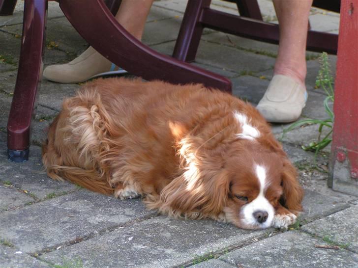 Cavalier king charles spaniel Bella billede 3