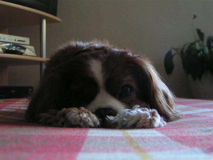 Cavalier king charles spaniel Bella billede 4