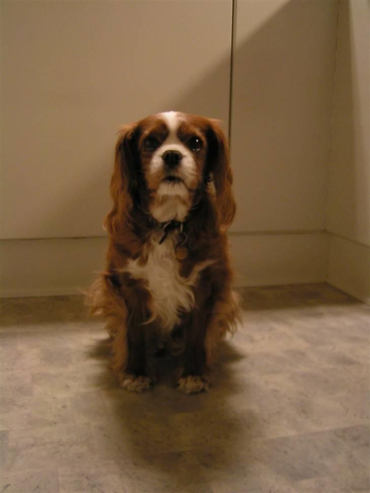 Cavalier king charles spaniel Bella billede 5