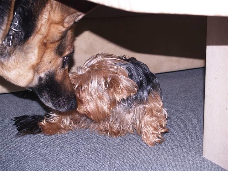 Schæferhund Sille (Zacho Rini) billede 14