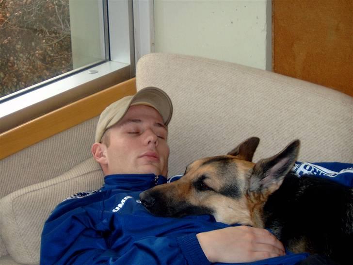 Schæferhund Sille (Zacho Rini) billede 15