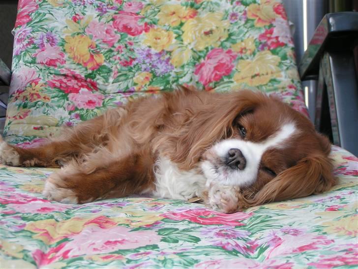 Cavalier king charles spaniel Bella billede 6