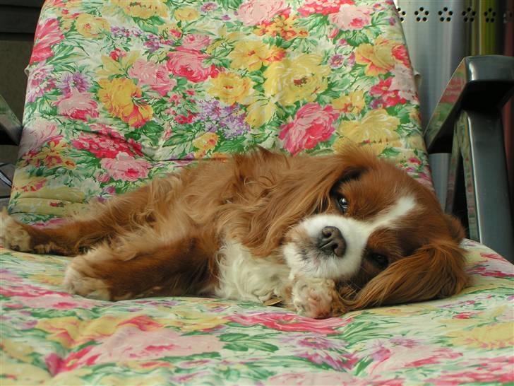 Cavalier king charles spaniel Bella billede 7