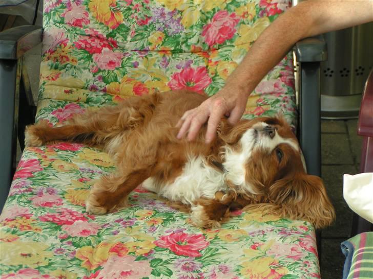 Cavalier king charles spaniel Bella billede 8
