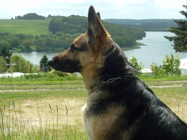 Schæferhund Sille (Zacho Rini) billede 16