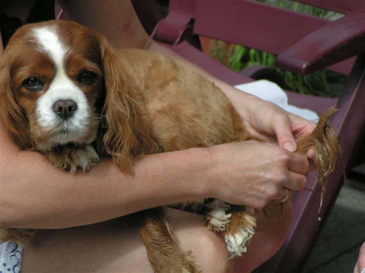 Cavalier king charles spaniel Bella billede 9