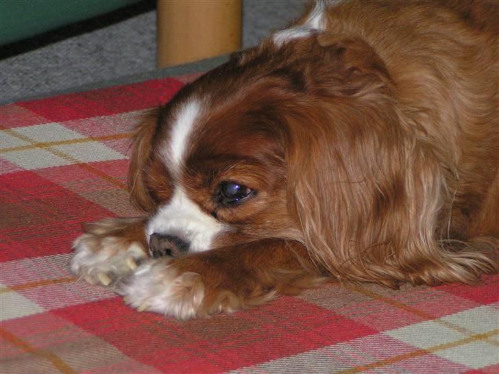 Cavalier king charles spaniel Bella billede 10