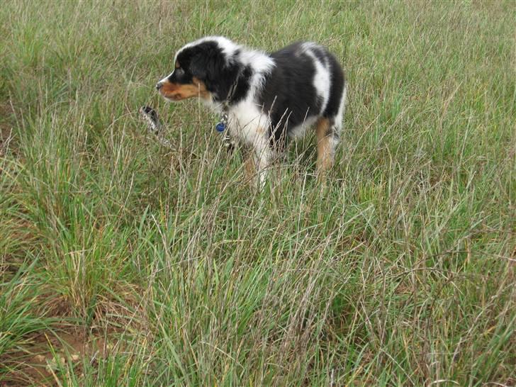 Australian shepherd Shadow billede 2