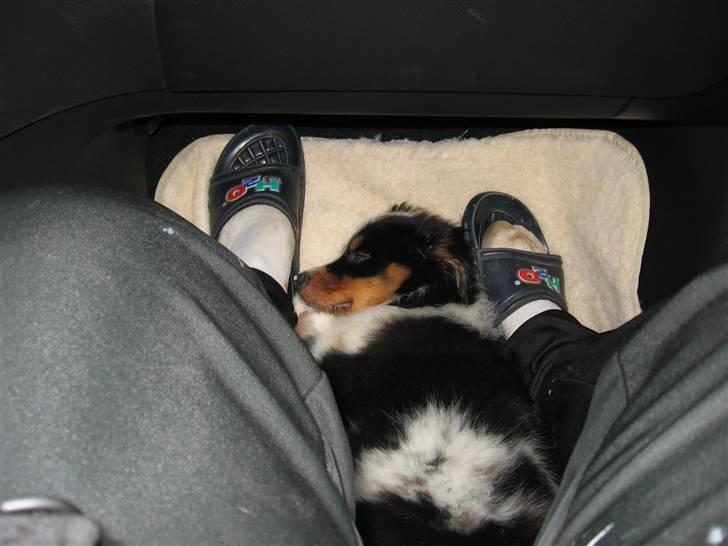 Australian shepherd Shadow billede 3