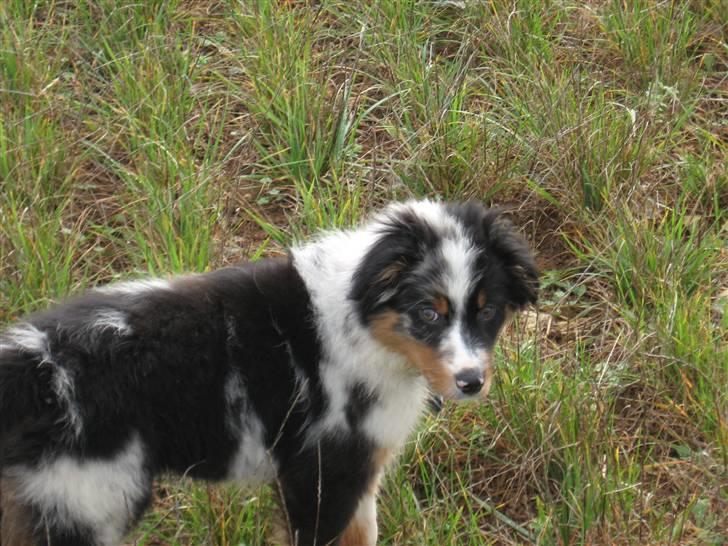 Australian shepherd Shadow billede 4