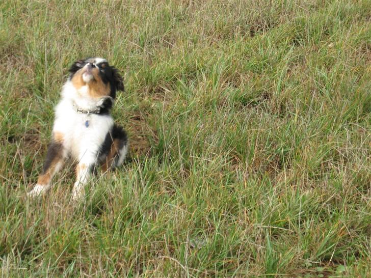 Australian shepherd Shadow billede 5