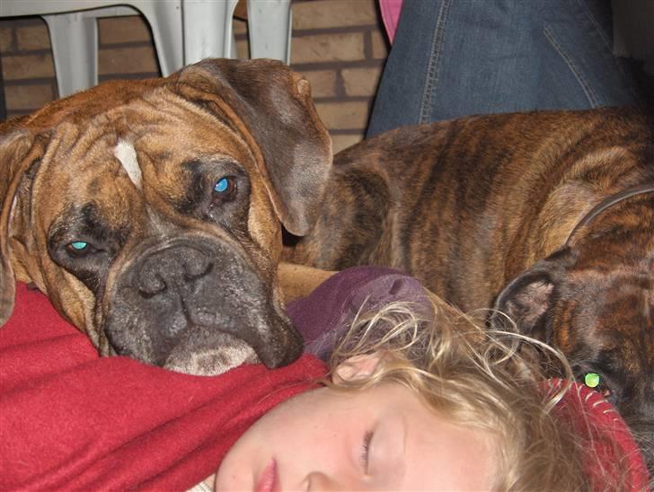 Boxer Helmut billede 3