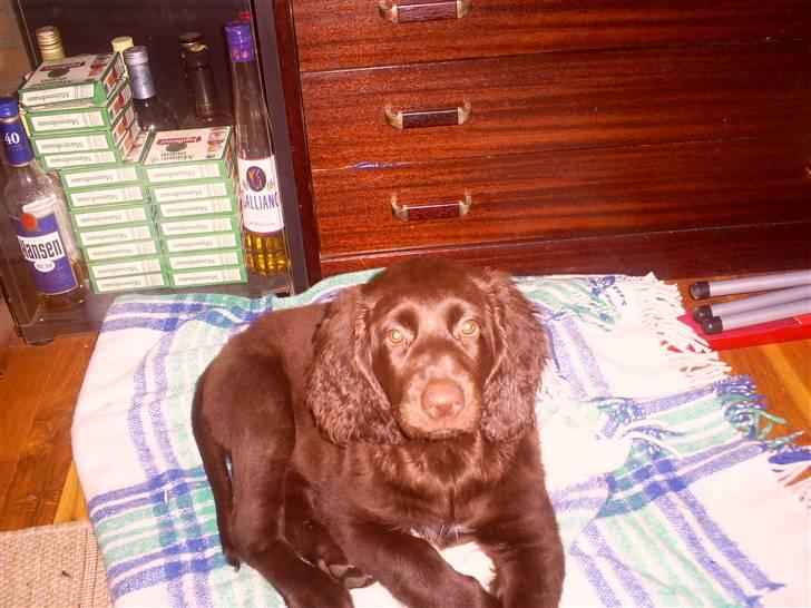 Langhåret hønsehund zena billede 1