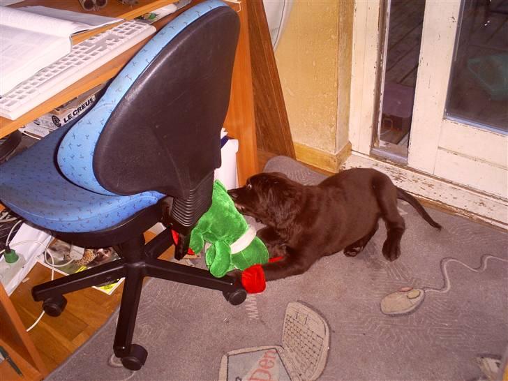 Langhåret hønsehund zena billede 2