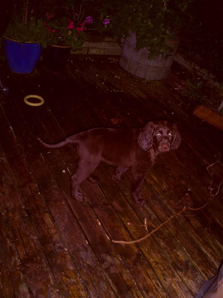 Langhåret hønsehund zena billede 3