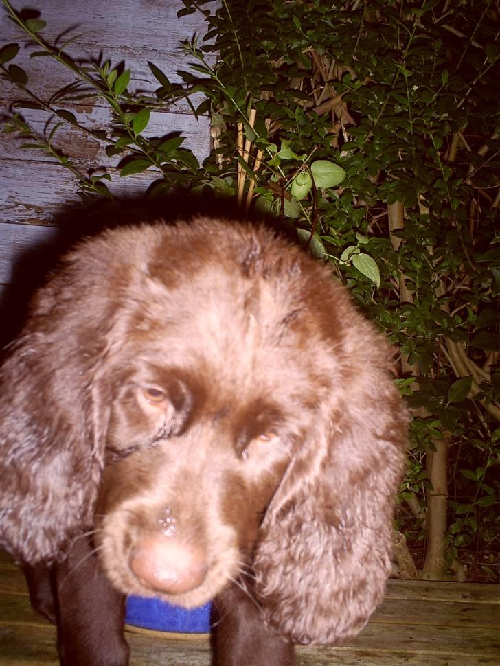 Langhåret hønsehund zena billede 4