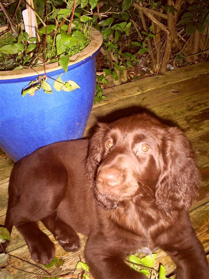 Langhåret hønsehund zena billede 5