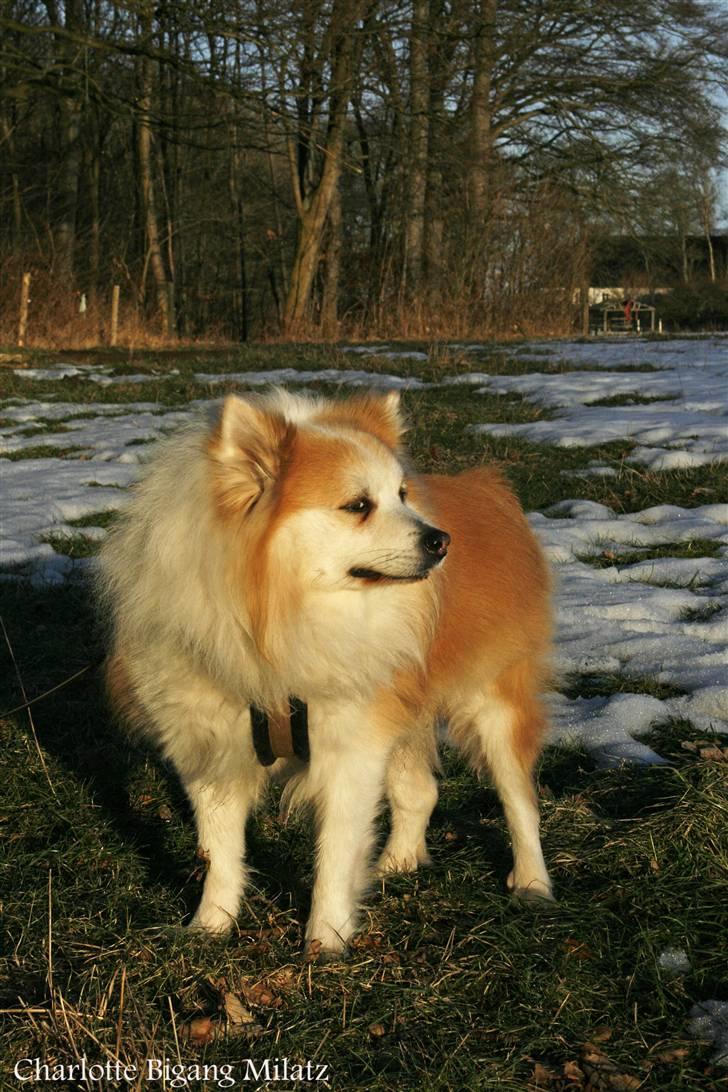 Blanding af racer Fox - så sidder man i haven og slapper af straks kommer mor med kameraet billede 7