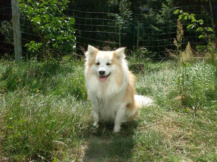 Blanding af racer Fox - uhh mit kødben, giv mig det mor billede 8