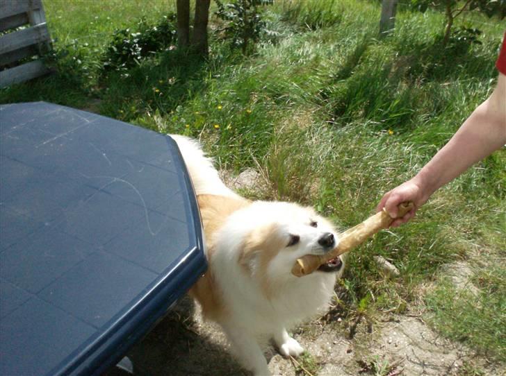 Blanding af racer Fox - kom så hit... grrrrr;) billede 9