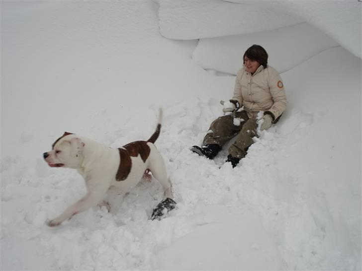 Amerikansk bulldog Ludwig  - Yehaaaa... så kom sneen mor!! billede 7