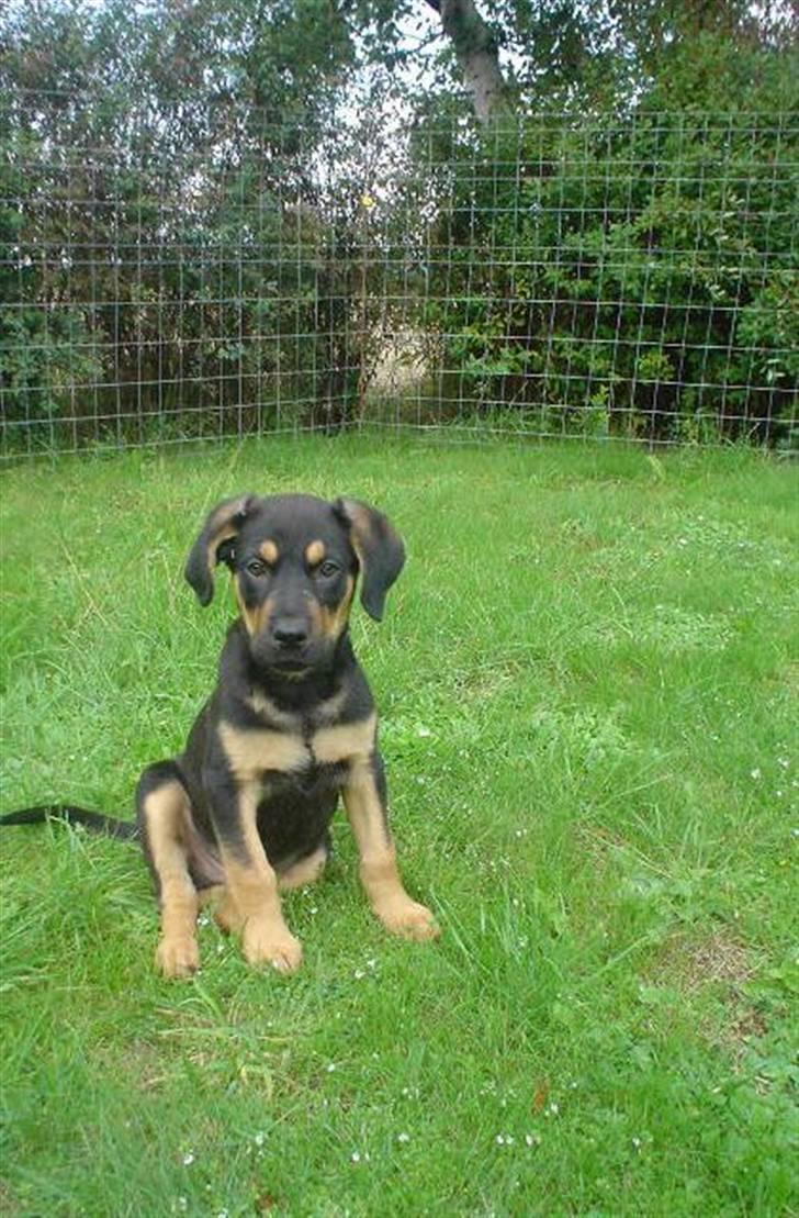 Blanding af racer Dali - Dali 9 uger gammel billede 5